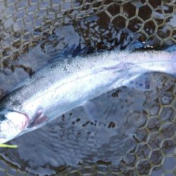 楽しすぎる！ ～平谷湖フィッシングスポット～